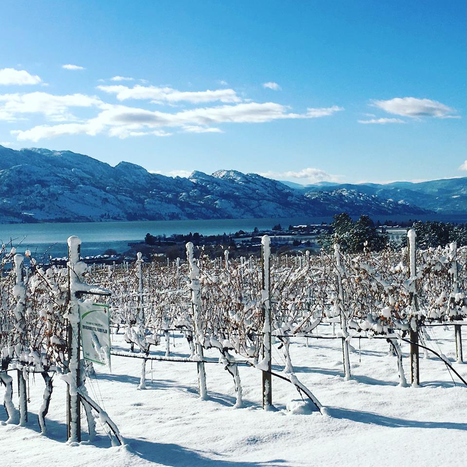 Quails' Gate Vineyard Estate Winery - West Kelown, BC 